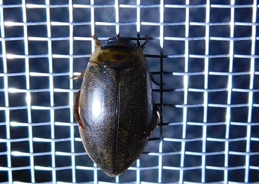 Rhantus