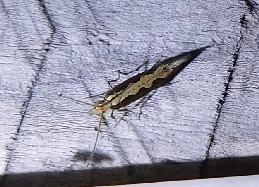 Plutella xylostella - káposztamoly