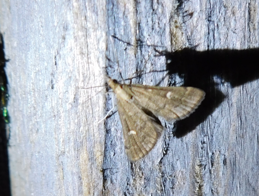 Dolicharthria punctalis - hosszúlábú tűzmoly