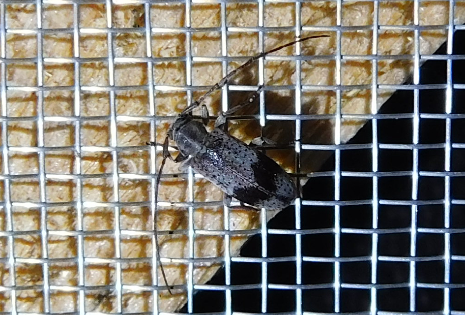 Exocentrus punctipennis - szilfa-rőzsecincér