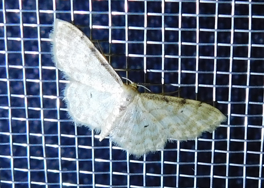 Idaea fuscovenosa - szürkeszélű apróaraszoló