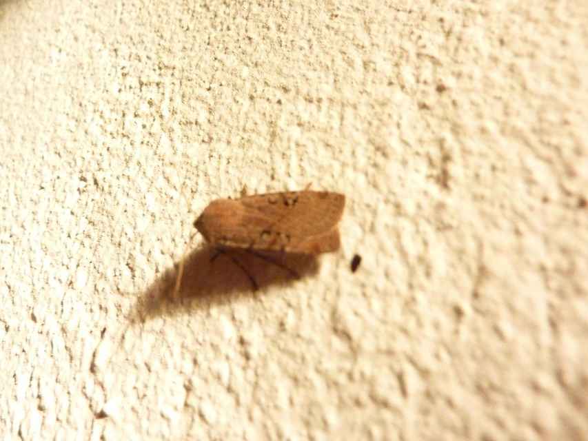 Conistra rubiginosa - szürke télibagoly