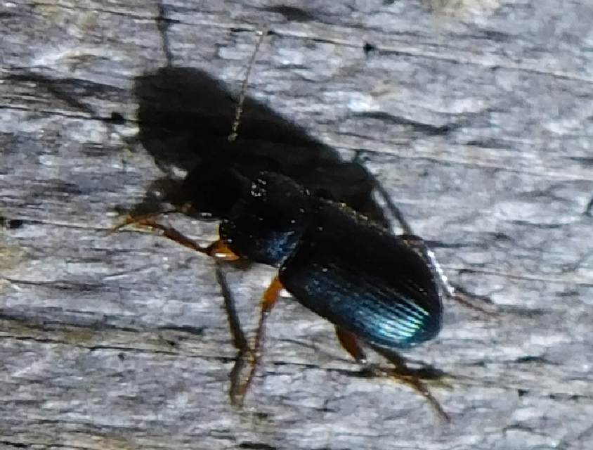 Ophonus azureus - azúrkék bársonyfutó