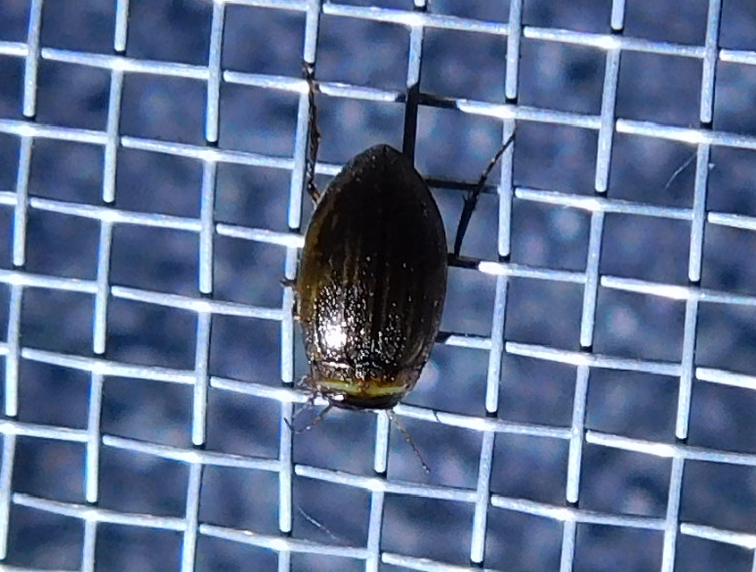 Hygrotus impressopunctatus - barázdás aprócsíkbogár Hygrotus impressopunctatus - barázdás aprócsíkbogár