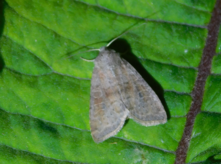 Parastichtis suspecta - sötét erdeibagoly