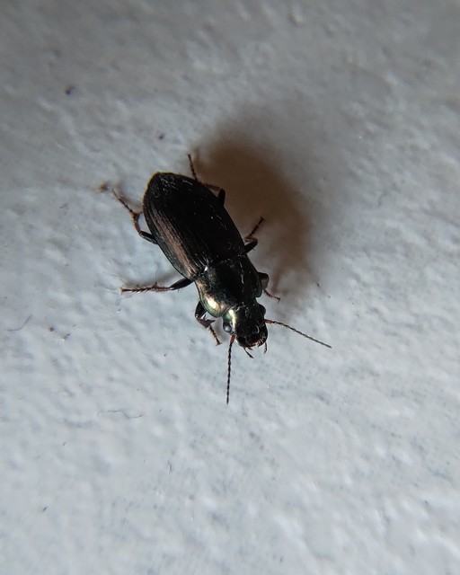 Harpalus distinguendus - mezei lomhafutó