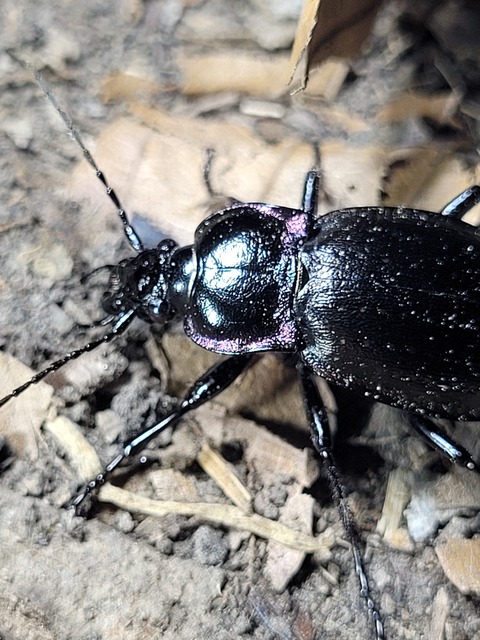 Carabus nemoralis - ligeti futrinka