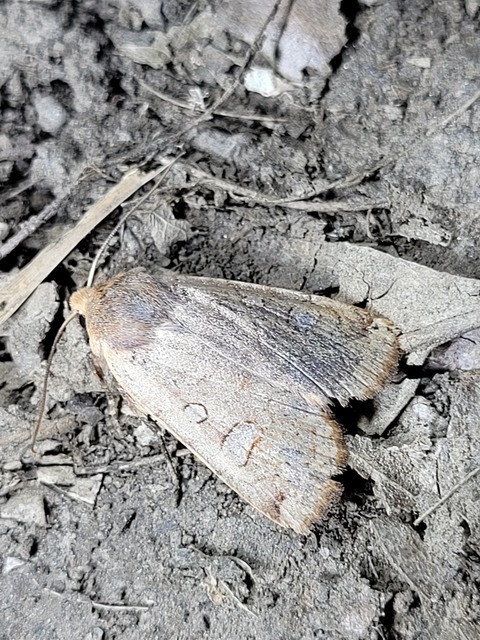 Conistra erythrocephala - vörösfejű őszibagoly
