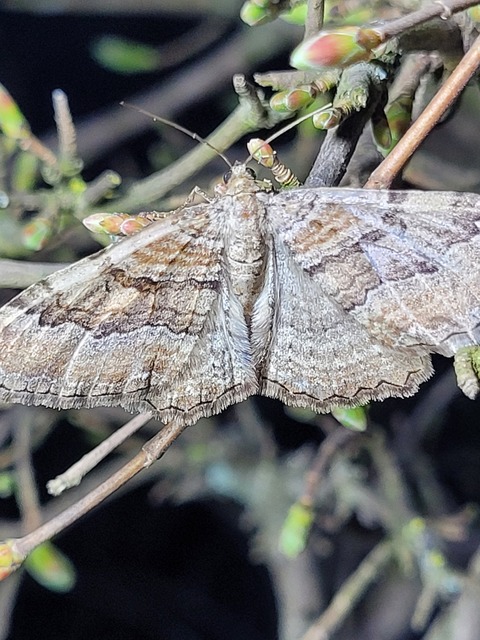 Hydria cervinalis - őzbarna araszoló