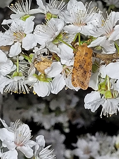 Conistra rubiginea - vörös őszibagoly
