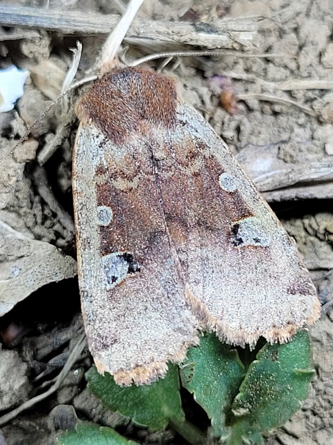 Conistra erythrocephala - vörösfejű őszibagoly