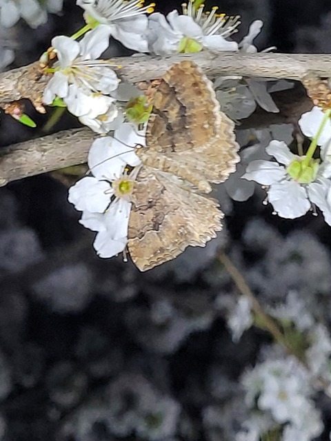 Hydria cervinalis - őzbarna araszoló