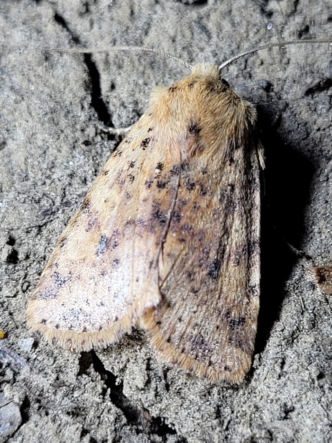 Conistra rubiginea - vörös őszibagoly