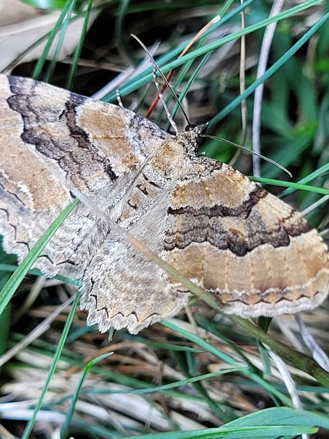 Hydria cervinalis - őzbarna araszoló