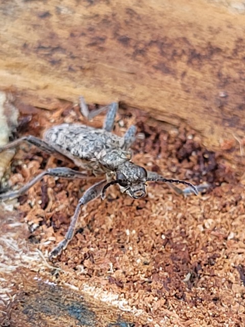 Rhagium inquisitor - fenyves-tövisescincér