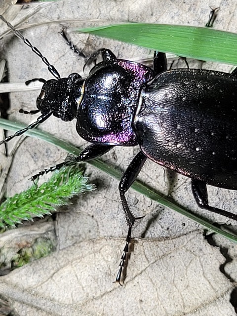 Carabus nemoralis - ligeti futrinka