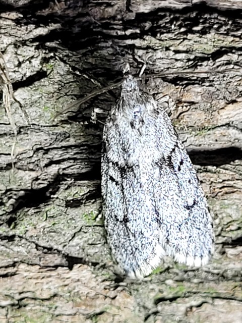Diurnea fagella - szürke tavaszimoly