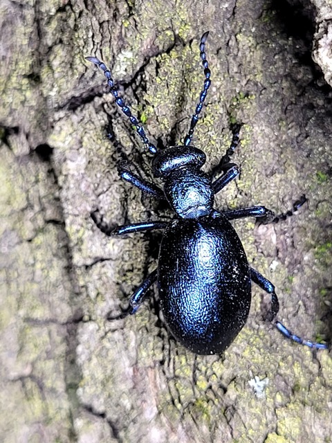 Meloe violaceus - kék nünüke