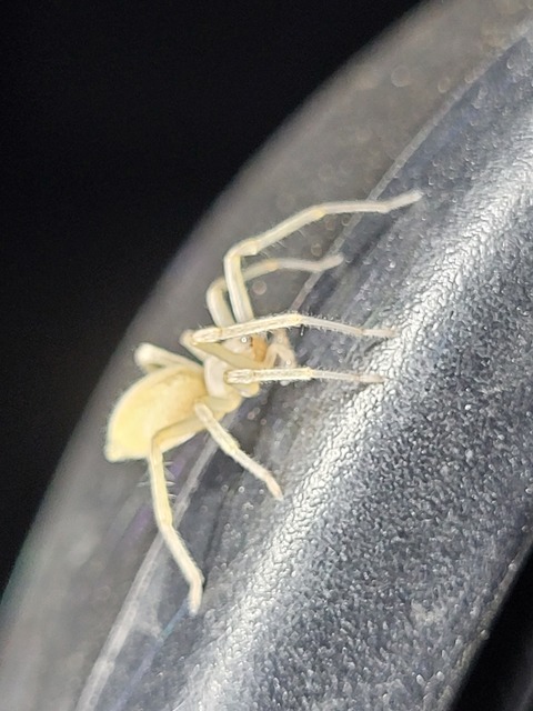 Cheiracanthium mildei - sárga dajkapók