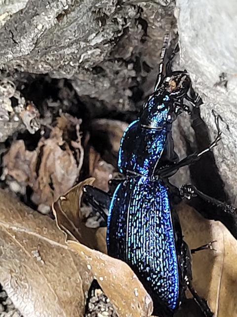 Carabus intricatus - kék laposfutrinka