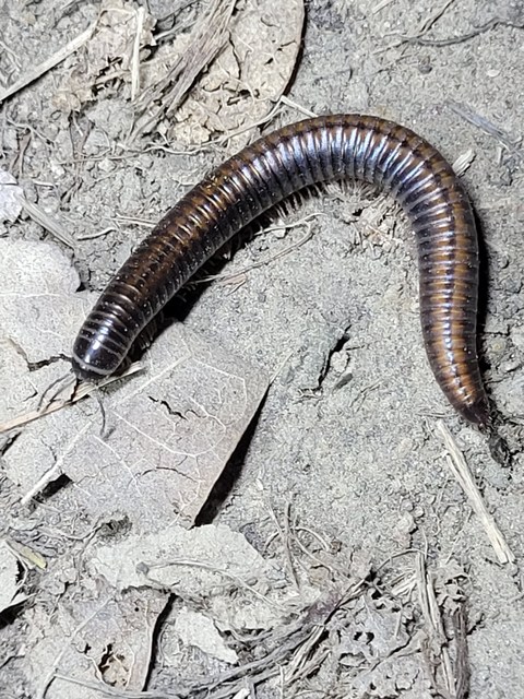 Diplopoda - Ikerszelvényesek Diplopoda - Ikerszelvényesek