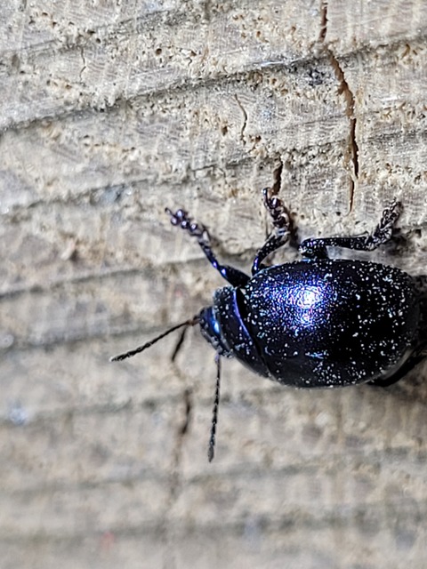 Chrysolina sturmi - vöröslábú levelész