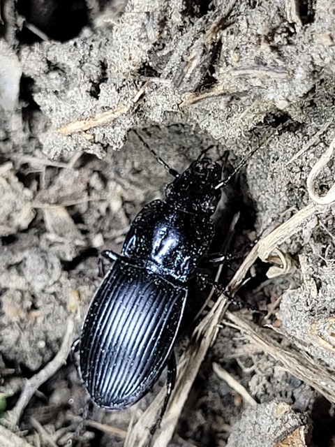 Abax parallelus - karcsú szélesfutó