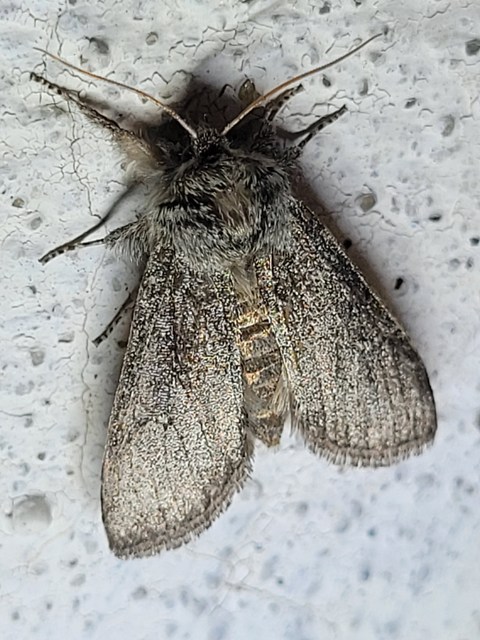 Asphalia ruficollis - vörösnyakú pihésszövő