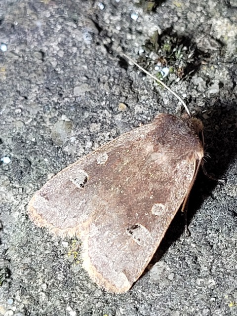 Conistra erythrocephala - vörösfejű őszibagoly