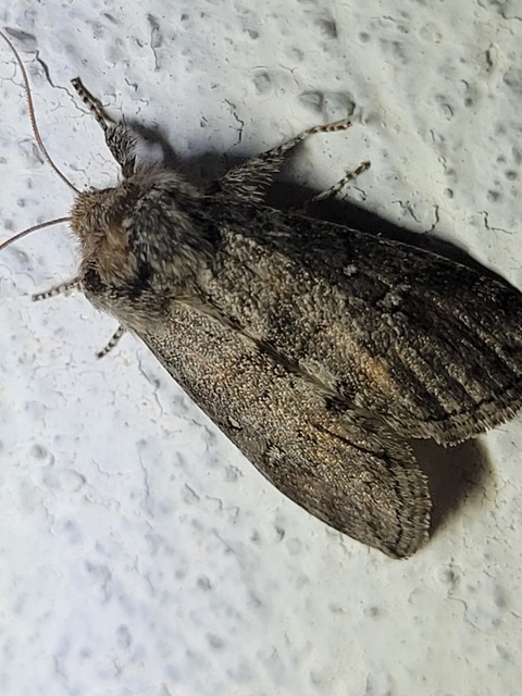 Asphalia ruficollis - vörösnyakú pihésszövő
