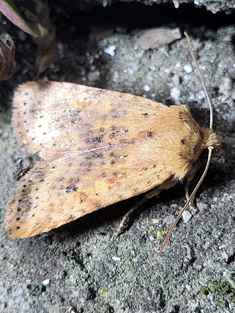 Conistra rubiginea - vörös őszibagoly