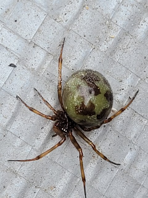 Steatoda triangulosa - háromszöges faggyúpók