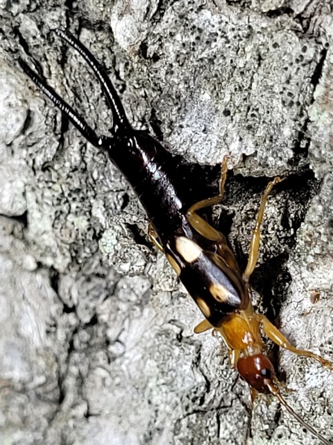 Forficula smyrnensis - szmirnai fülbemászó