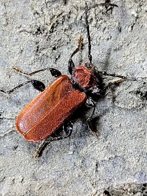 Pyrrhidium sanguineum - tűzpiros facincér
