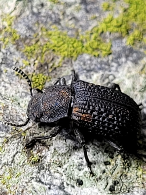 Bolitophagus reticulatus - bordás taplóbogár Bolitophagus reticulatus - bordás taplóbogár
