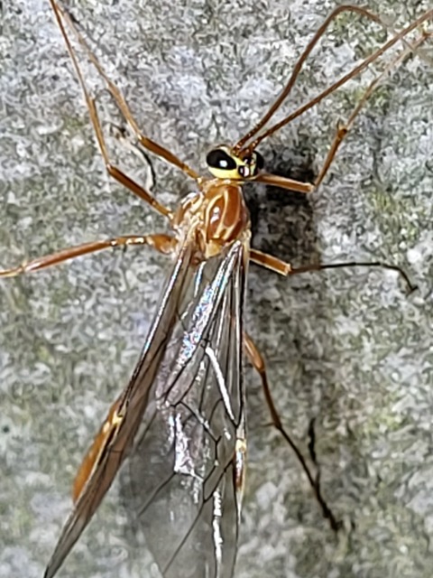 Ophion obscuratus