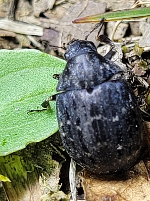 Byrrhus pilula - közönséges labdacsbogár