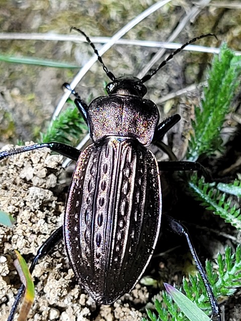 Carabus cancellatus - ragyás futrinka
