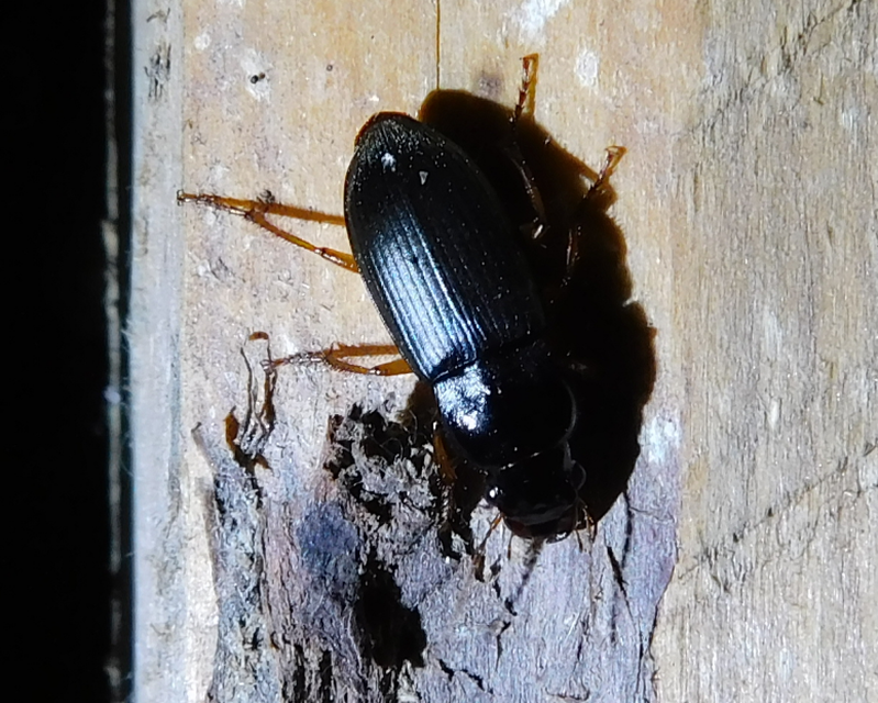 Harpalus griseus - kis selymesfutó