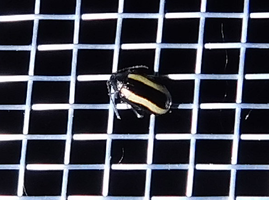 Phyllotreta