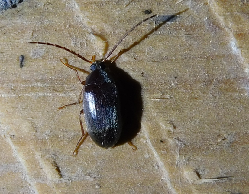 Hymenalia rufipes - rőtlábú alkonybogár