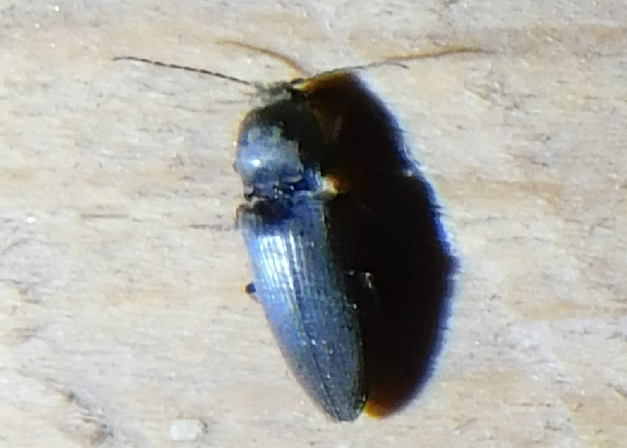 Dicronychus