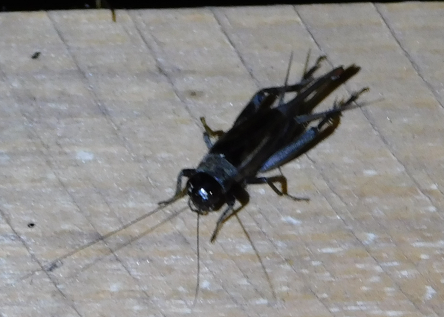 Eumodicogryllus bordigalensis - bordói tücsök