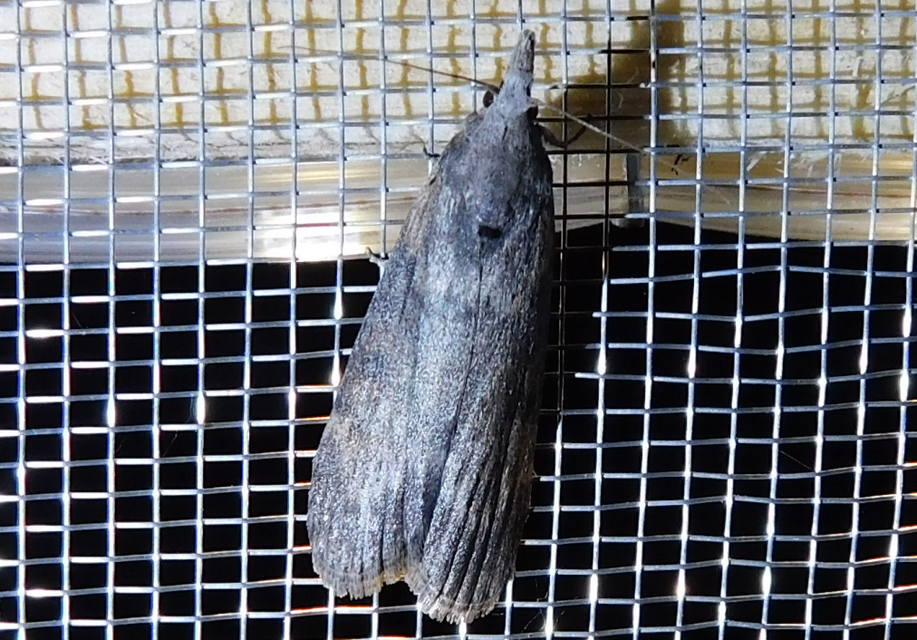 Lamoria