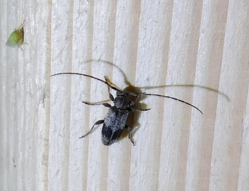 Exocentrus punctipennis - szilfa-rőzsecincér