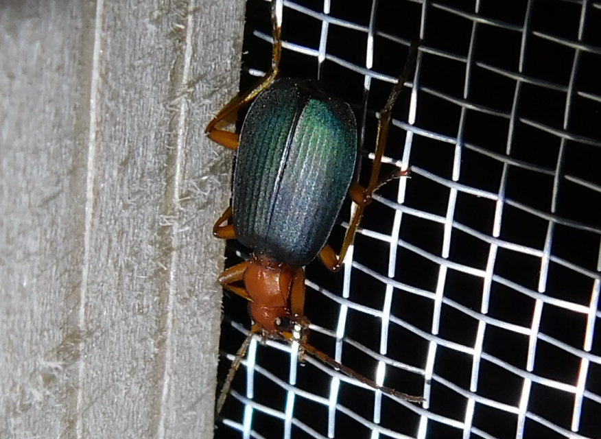 Brachinus