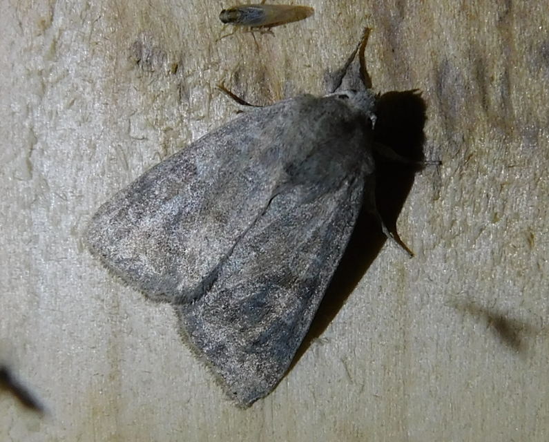 Parastichtis suspecta - sötét erdeibagoly