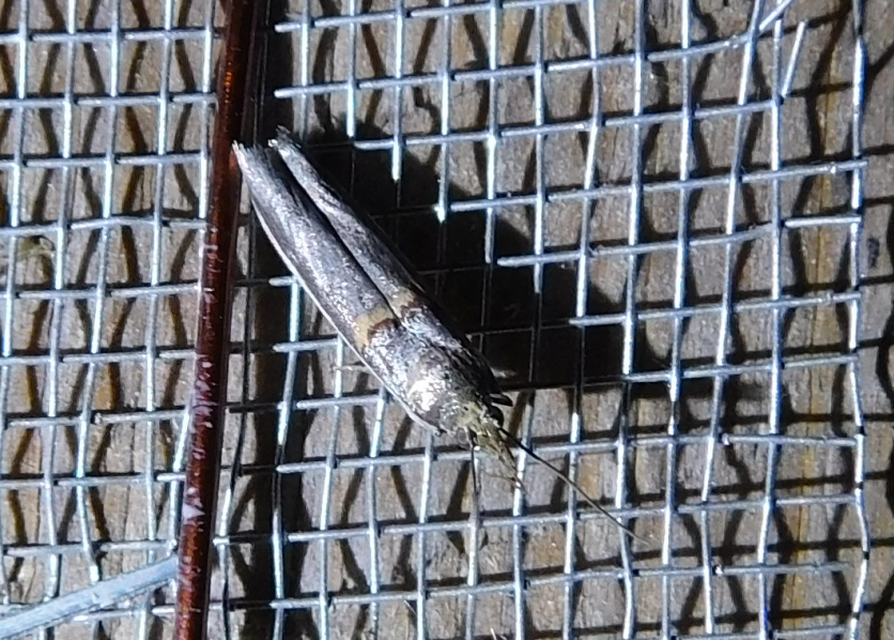 Etiella zinckenella - akácmoly