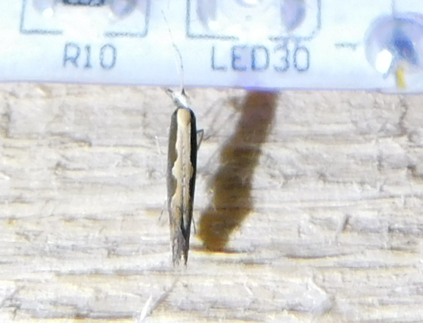 Plutella xylostella - káposztamoly