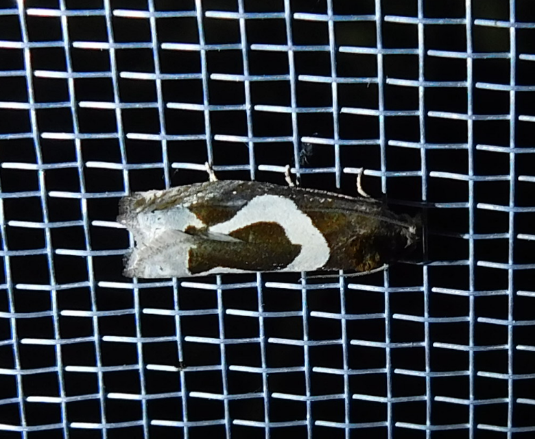 Epiblema foenella - kampósfoltú tükrösmoly